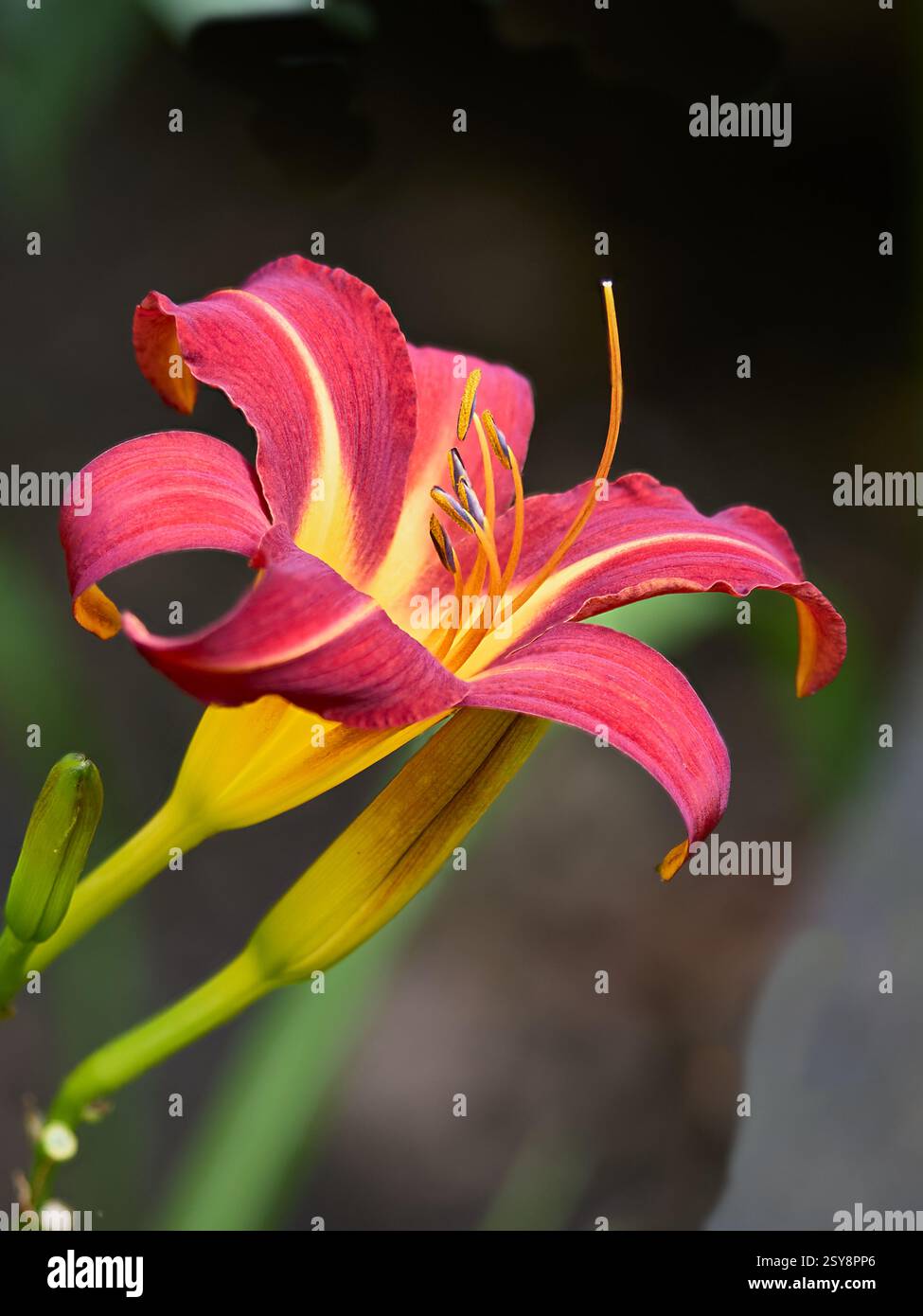 Giallo nano diurno Foto Stock