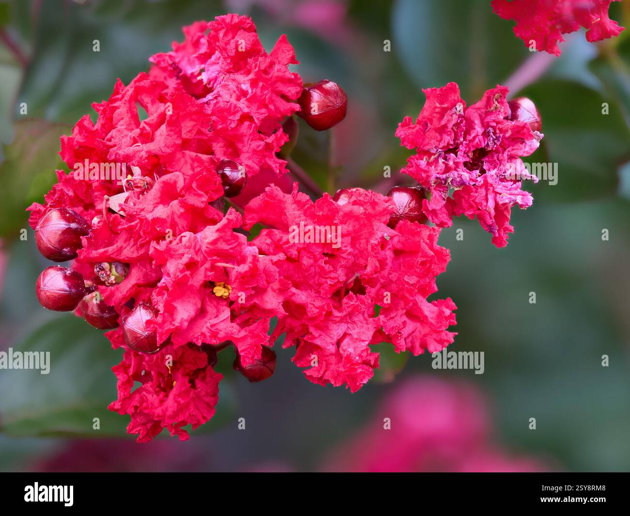 Albero rosso Crepe Myrtle Dynamite Foto Stock
