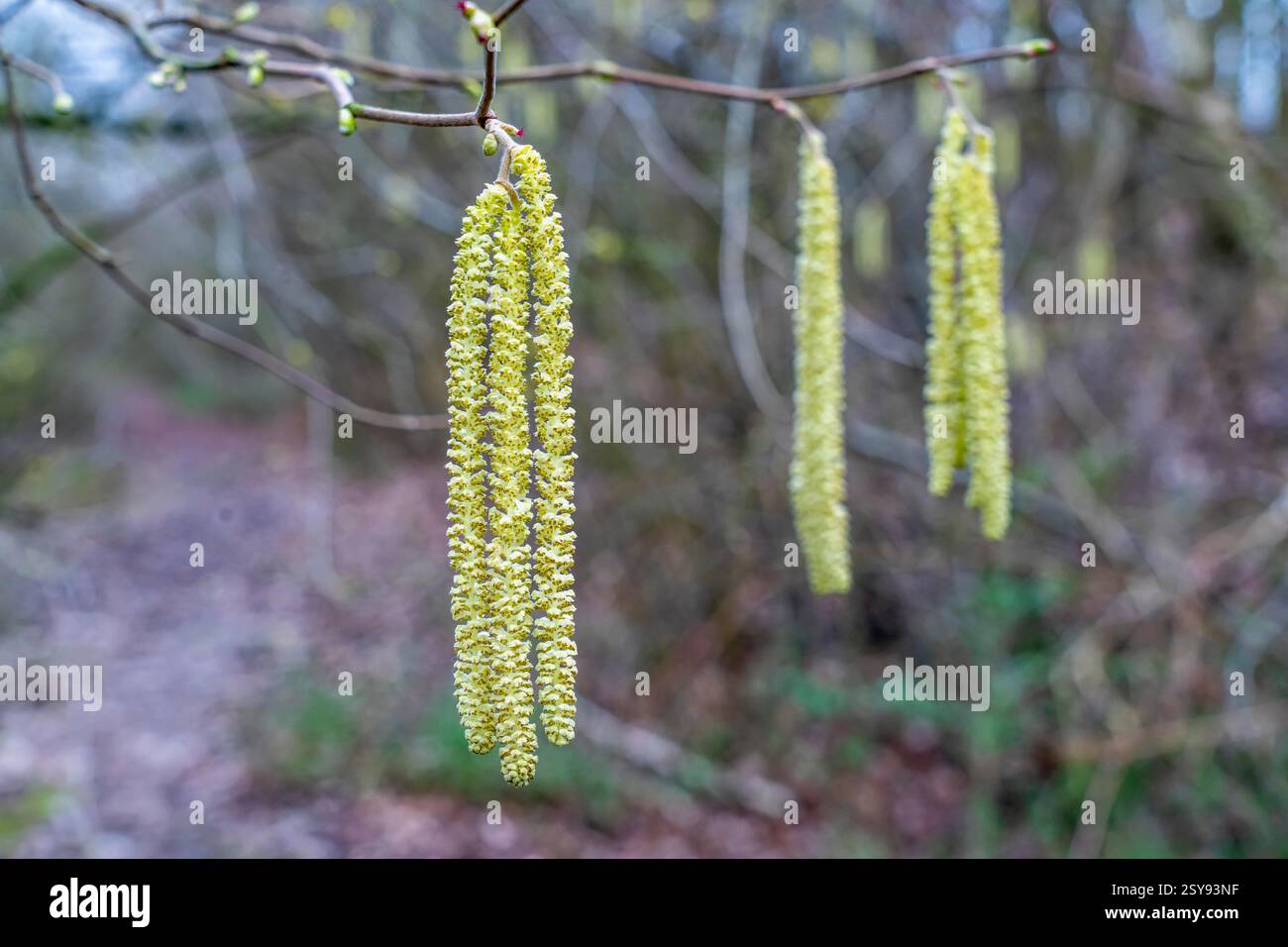 Il nocciolo comune, l'avellana di Corylus, il cespuglio di nocciola o l'albero di nocciola, la fioritura precoce, molte persone sono allergiche ad esso, febbre da fieno, allergici al polline Foto Stock