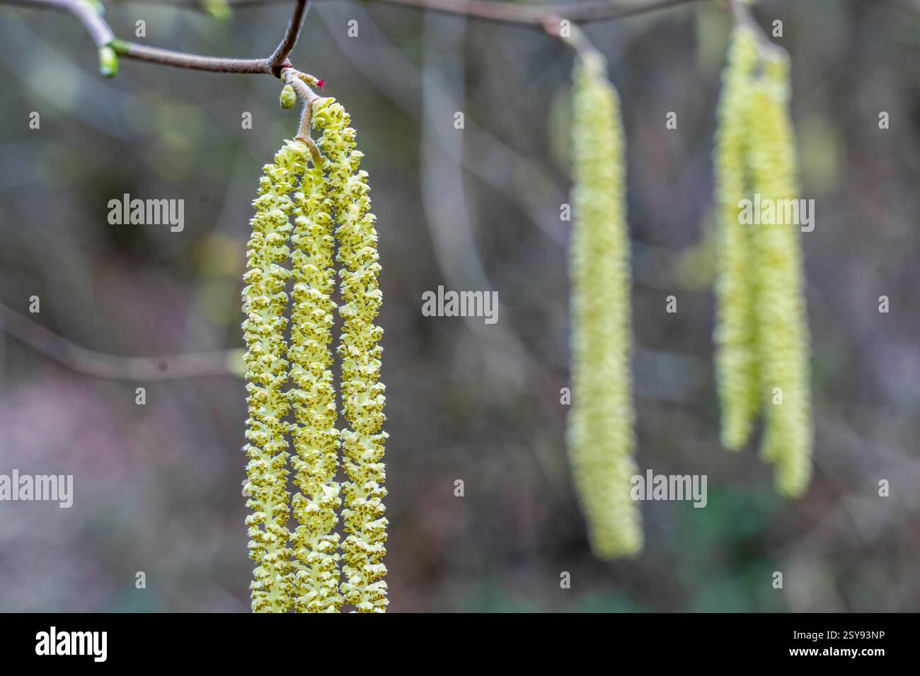 Il nocciolo comune, l'avellana di Corylus, il cespuglio di nocciola o l'albero di nocciola, la fioritura precoce, molte persone sono allergiche ad esso, febbre da fieno, allergici al polline Foto Stock
