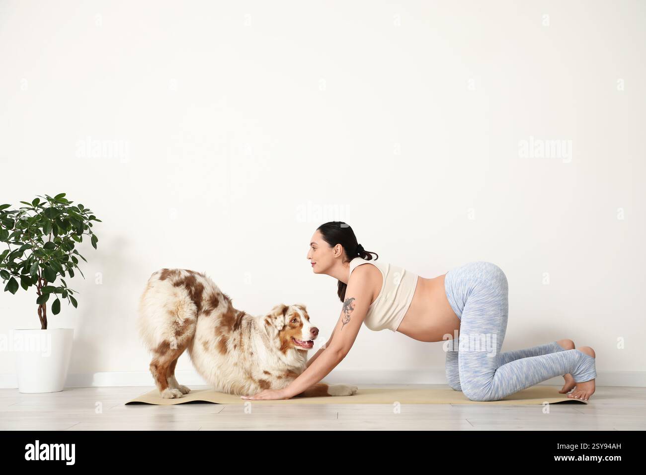 Giovane felice donna incinta sportiva con carino cane pastore australiano che pratica yoga a casa Foto Stock