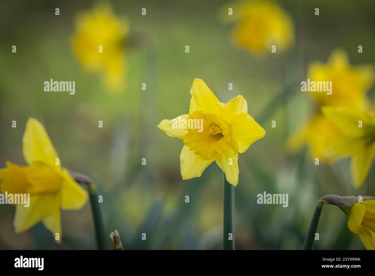 I narcisi vibranti fioriscono al sole, con una profondità di campo bassa Foto Stock