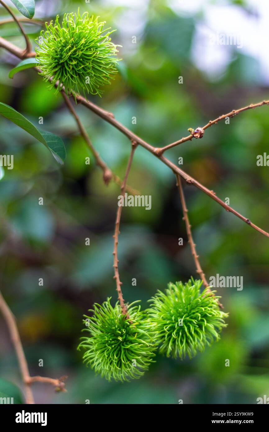 Un rambutan verde accresciuto appeso al suo ramo a Mindanao, nelle Filippine Foto Stock