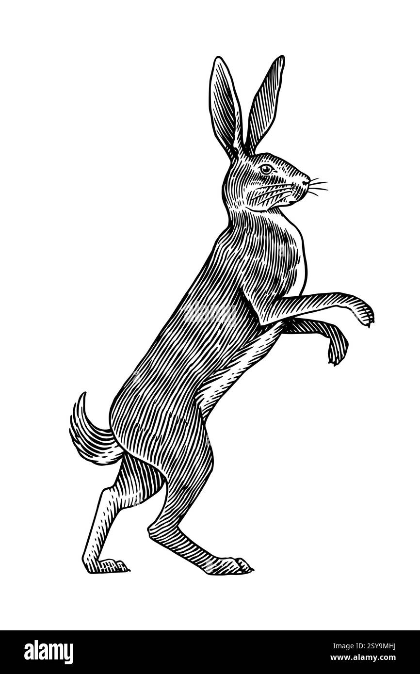 Lepre o coniglio in piedi. pronti a combattere il simbolo dell'ecologia. Animale selvatico in vecchio stile della tradizione a inchiostro disegnato o inciso a mano per la bobina o l'etichetta. Illustrazione Vettoriale