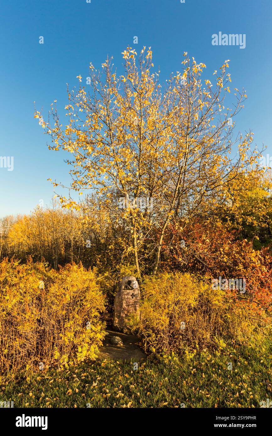 Albero con foglie gialle è in un campo. Il cielo è blu e limpido. C'è una roccia nell'erba Foto Stock
