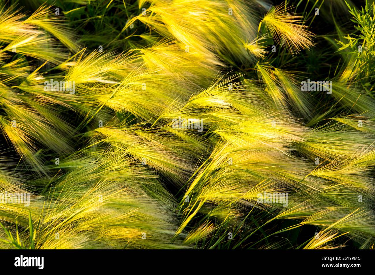 Campo di erba alta con qualche erbaccia. L'erba è gialla e marrone Foto Stock