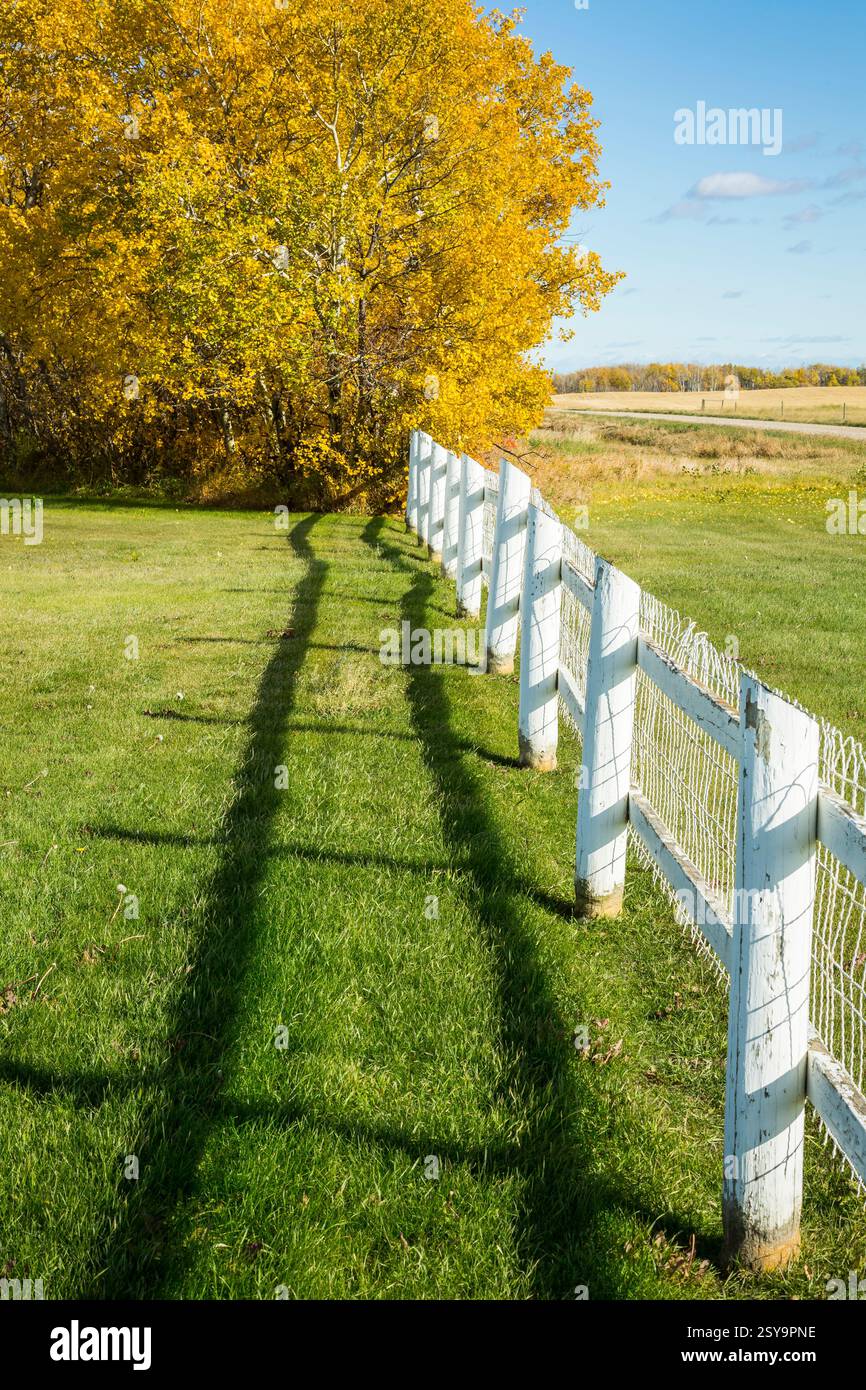Recinzione bianca con un'ombra della recinzione sull'erba. La recinzione si trova in un campo con alberi sullo sfondo. L'erba è verde e gli alberi sono Foto Stock