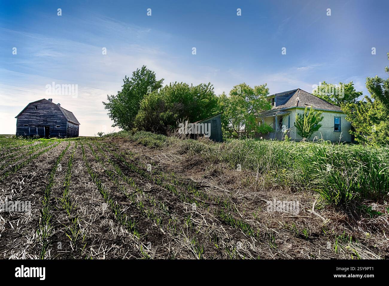 House è sullo sfondo di un campo. La casa è vecchia e ha molti alberi intorno Foto Stock
