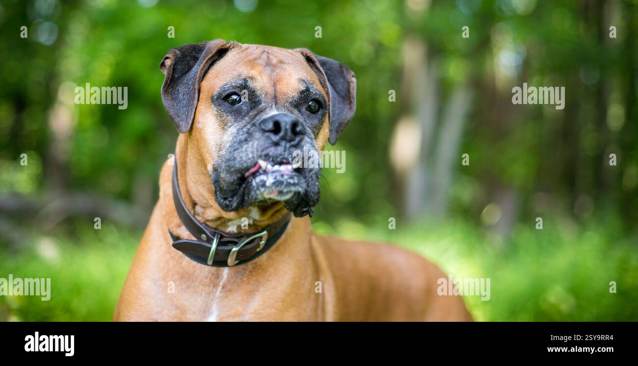 Un cane Boxer purosangue con un'espressione underbite e snaggletooth Foto Stock