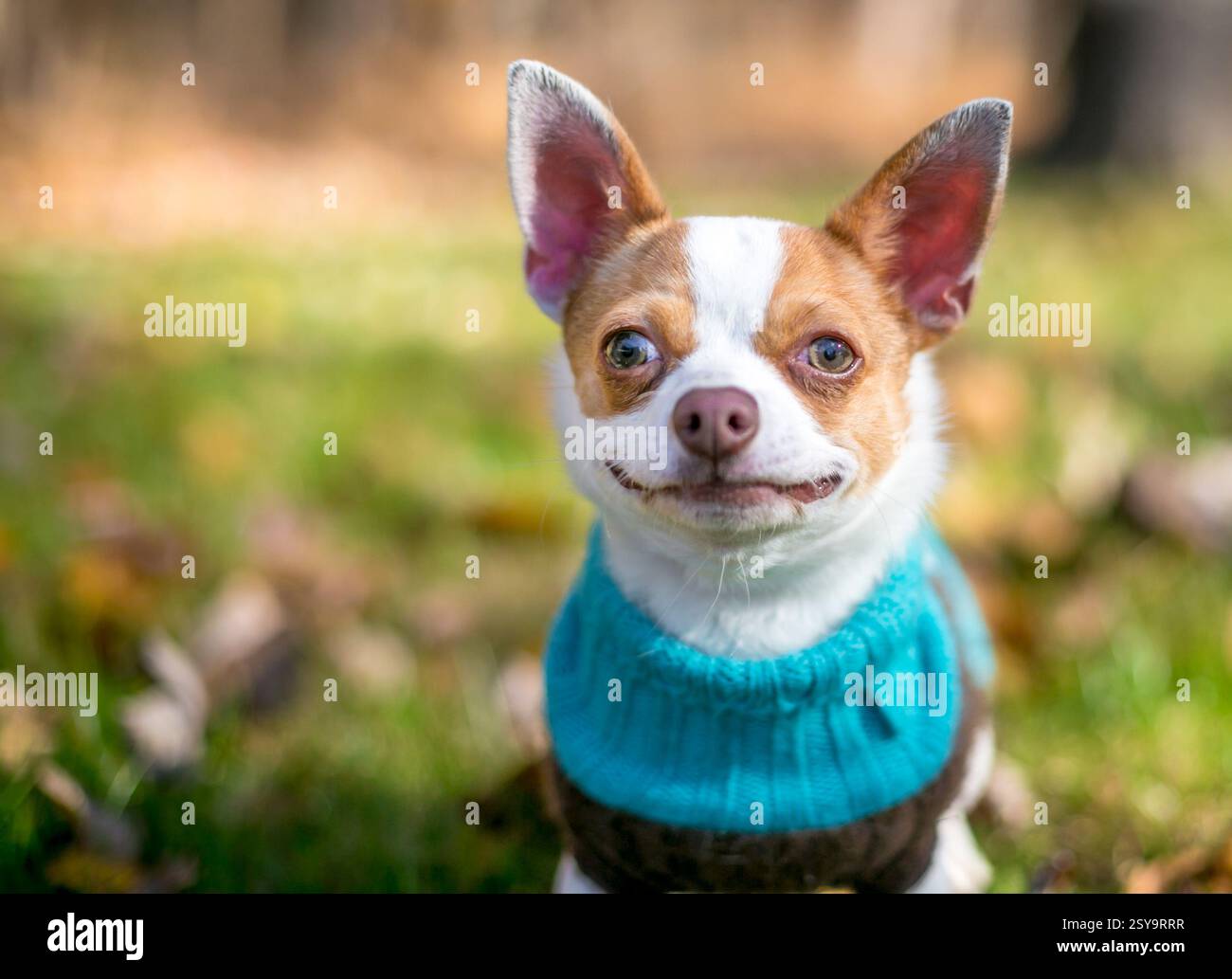 Un cane Chihuahua di razza pura in piedi all'aperto e con un maglione Foto Stock