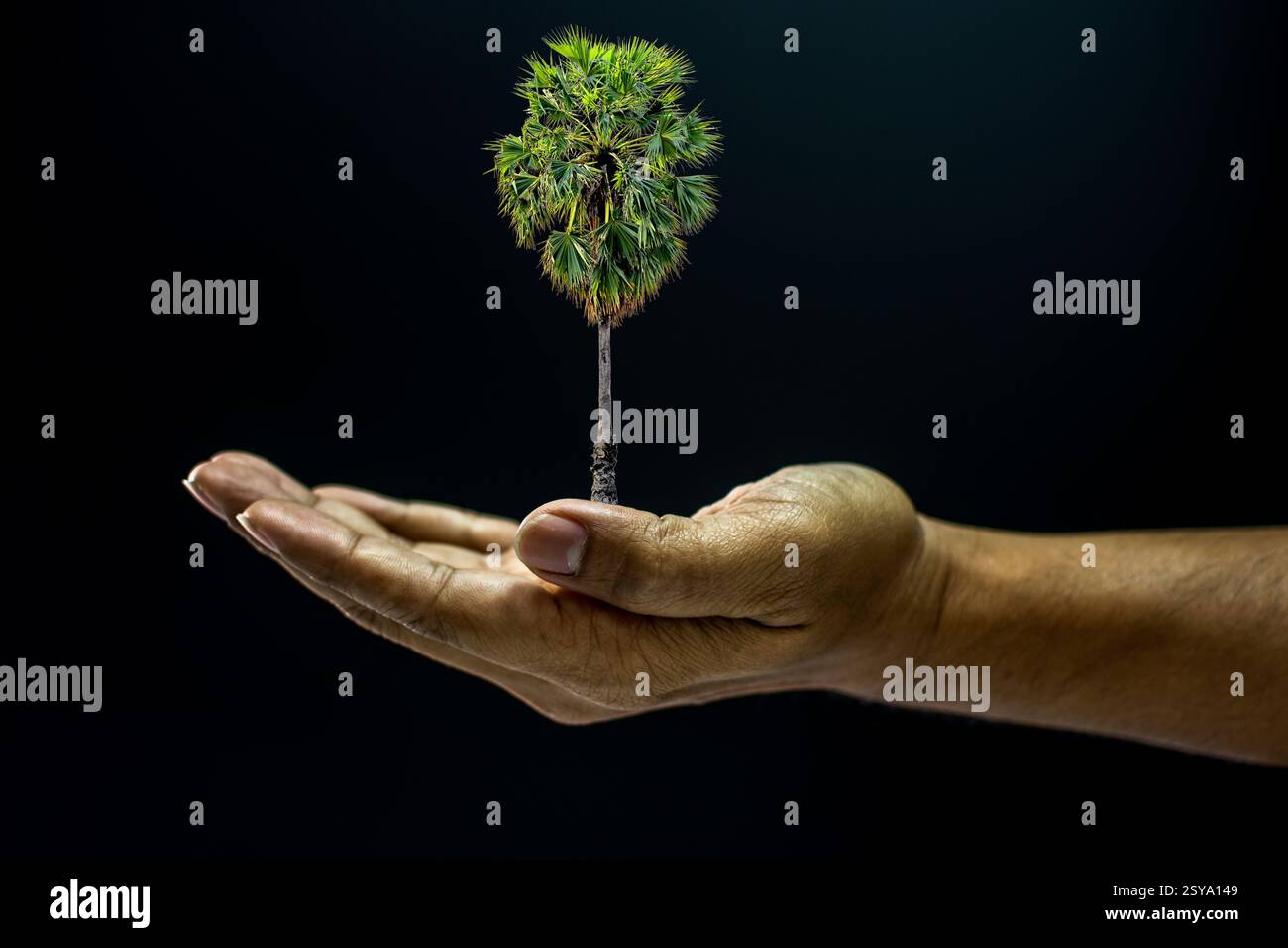 Mano dell'uomo asiatico che tiene in mano la palma flabellifer Borassus è l'ambiente che aiuta a dare o implorare concetto su sfondo nero stile scuro Foto Stock