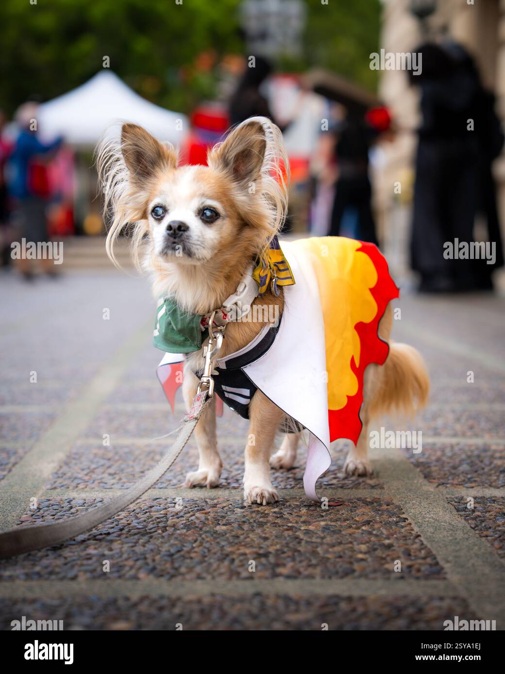 Adorabile cucciolo in cosplay, il cane indossa un costume da assassino demoniaco, più persone in cosplay sono viste sullo sfondo della convention Foto Stock