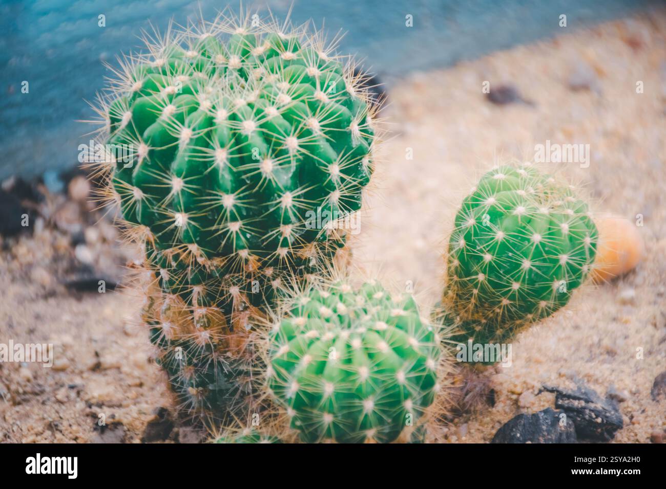 Cactus (Gymno, Gymnocalycium) e fiori di Cactus nel giardino di cactus di molte dimensioni e colori, uso popolare per decorare in casa o negozio di fiori Foto Stock