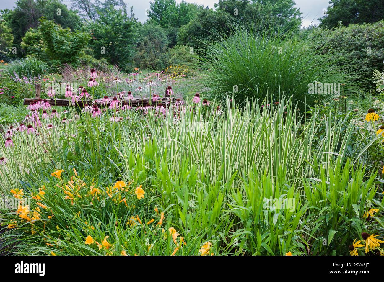 Orange Hemerocallis - giglio, Acorus calamus 'Variegatus' - bandiera dolce variegata, Echinacea pallida viola pallido - Coneflowers, pianta di erba ornamentale Foto Stock