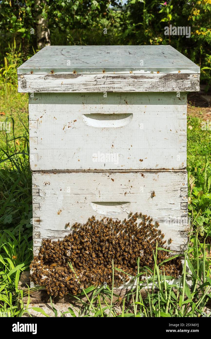 Appidae produttori di miele - api all'esterno di un alveare di legno a forma di scatola dipinta di bianco con una copertura metallica che riflette il calore nella fattoria degli apiari in estate. Foto Stock