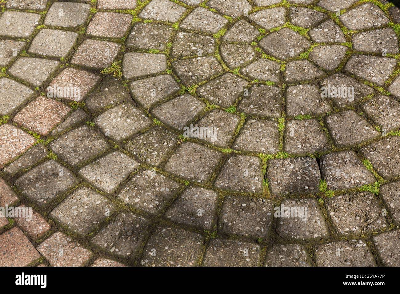 Primo piano di pietre grigie per pavimentazione con Bryophyta - muschio verde che cresce tra le articolazioni in primavera. Foto Stock