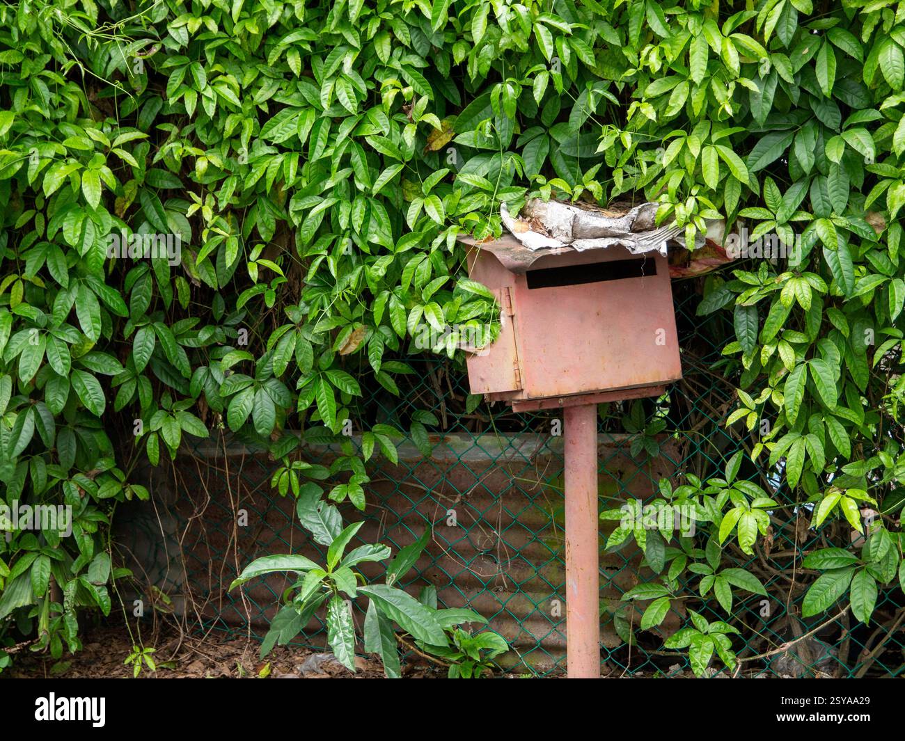 Vecchia cassetta postale in metallo rosso stagionato con piante verdi. Foto Stock