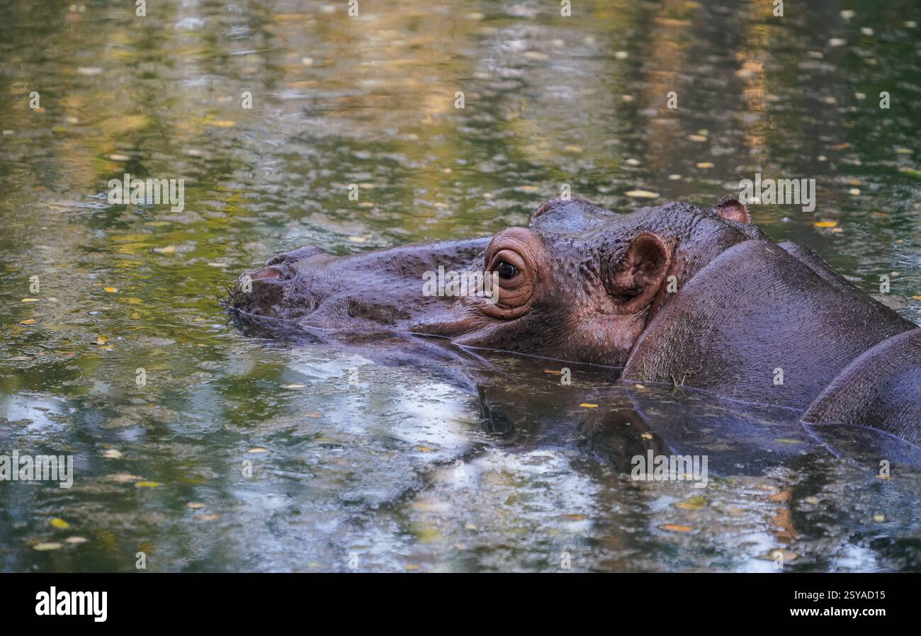 Testa di ippopotamo sopra la superficie dell'acqua Foto Stock