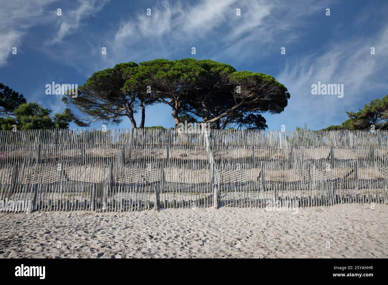 Recinzione di sabbia per evitare l'erosione. Girato tra la spiaggia e la pineta di Calvi, Corsica, sul mar mediterraneo Foto Stock