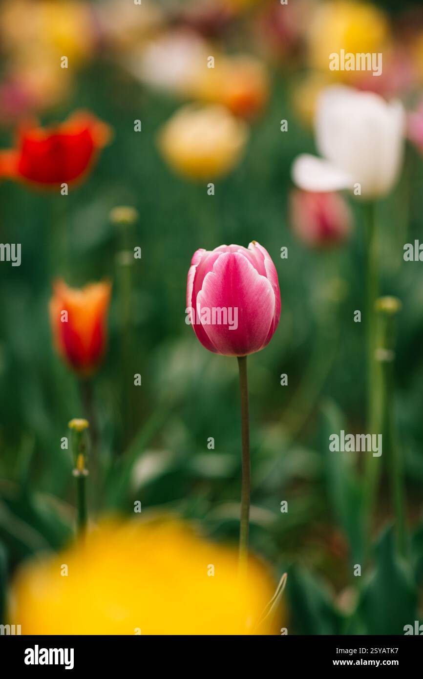Un vivace tulipano rosa si erge in primo piano su uno sfondo diversificato di tulipani rossi, gialli e bianchi. Questa immagine è incredibilmente maiuscola Foto Stock