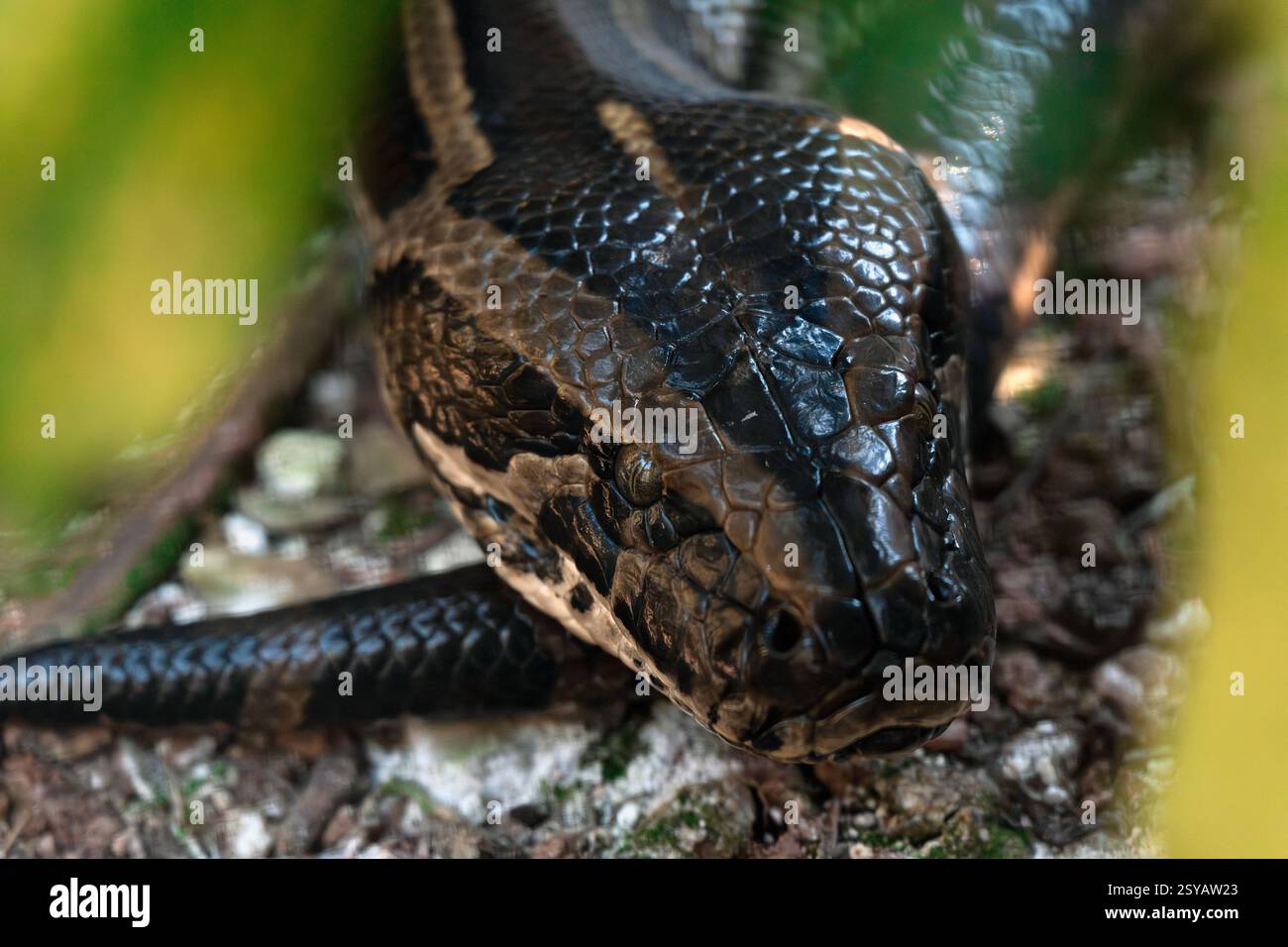 Primo piano dettagliato di un Python Red Blood, Python brongersmai, che mostra le sue scaglie testurizzate e lo sguardo concentrato in un lussureggiante ambiente verde della foresta. Foto Stock
