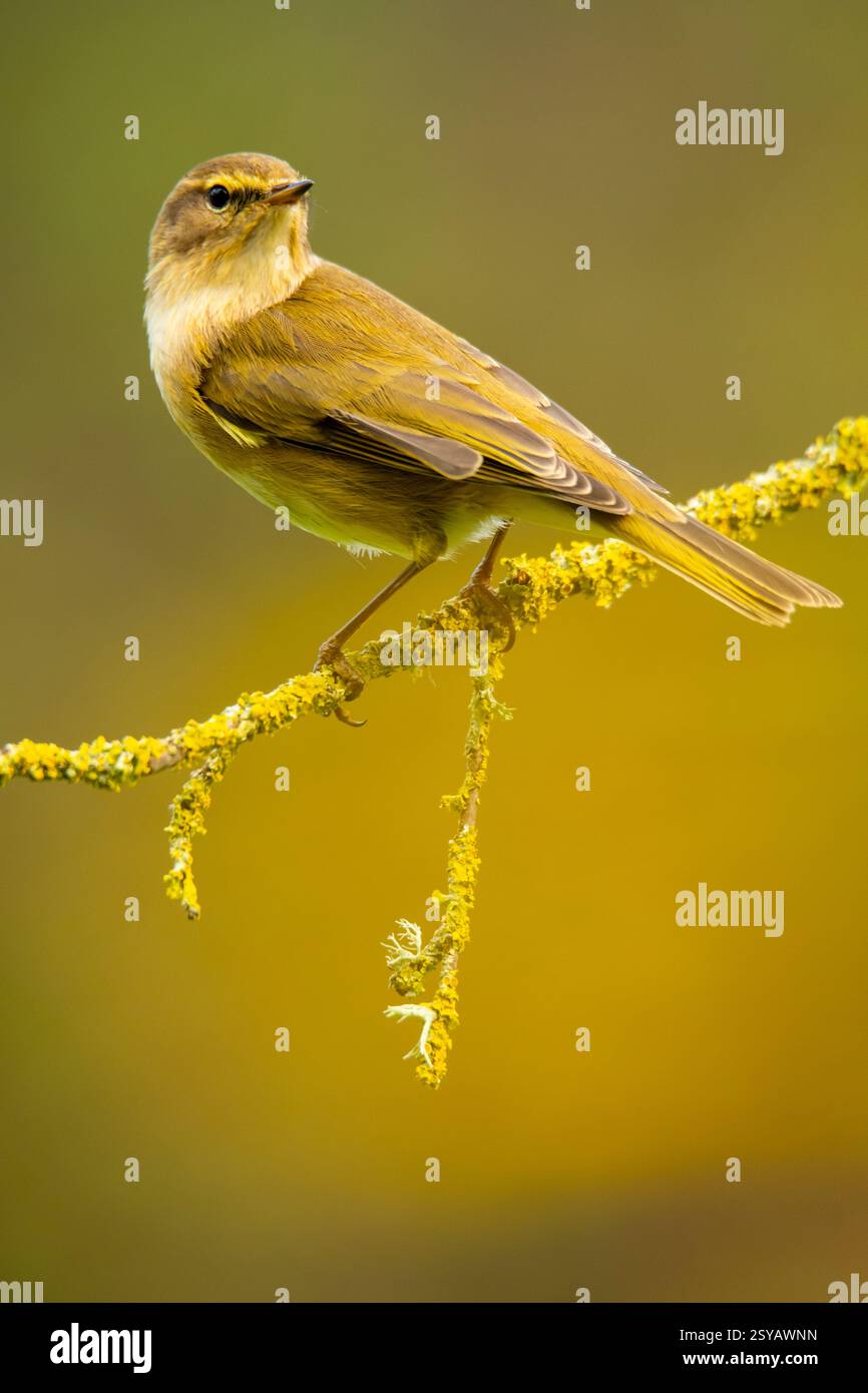 Un chiffchaff comune, Phylloscopus collybita, viene catturato poggiando su un ramo ornato di licheni su un morbido sfondo verde. Foto Stock