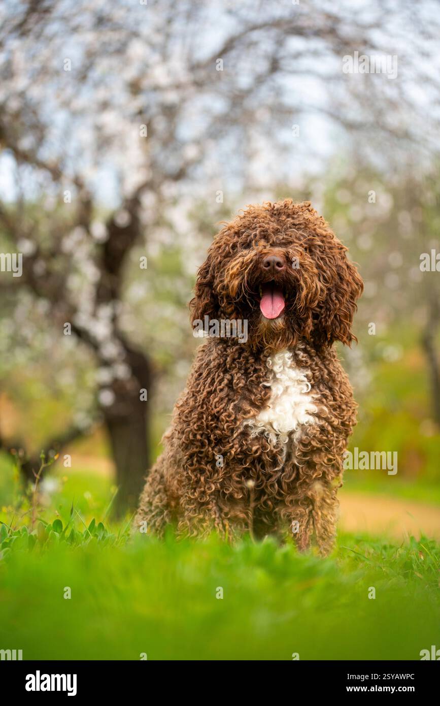 Un soffice cane andaluso si erge tra una lussureggiante erba verde con alberi in fiore sullo sfondo, mostrando la sua pelliccia riccia e la sua espressione vivace. Foto Stock