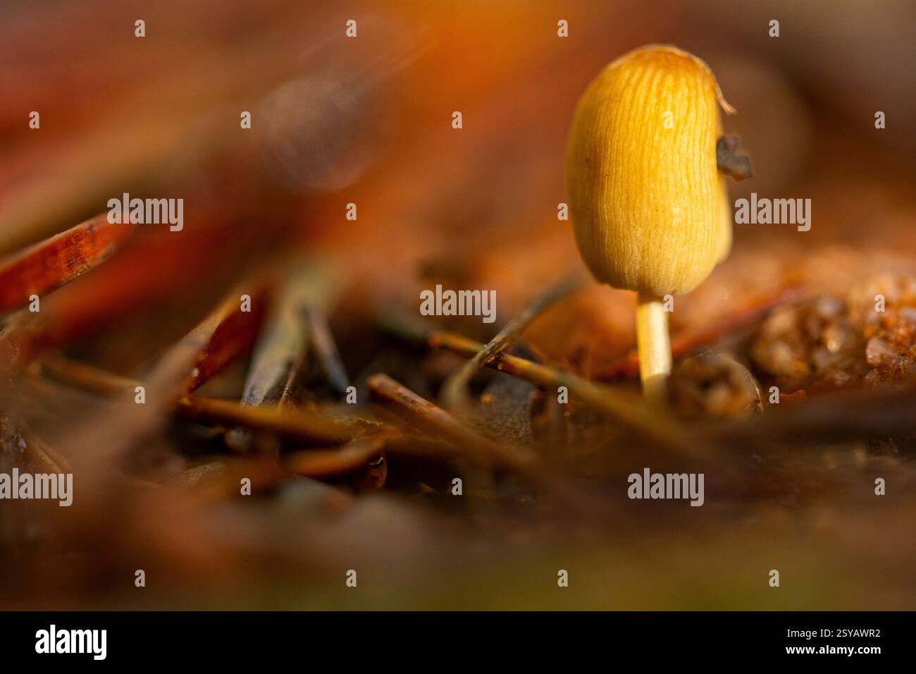 Un piccolo fungo si erge in mezzo a foglie cadute, catturato in un colpo ravvicinato. Le sfumature dorate del fungo completano i caldi toni autunnali del b Foto Stock