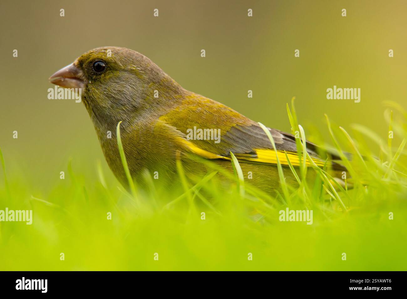 Foto ravvicinata di un Greenfinch europeo, Chloris chloris, annidato tra le vivaci lame verdi dell'erba, che evidenziano il suo sottile piumaggio giallo e verde Foto Stock