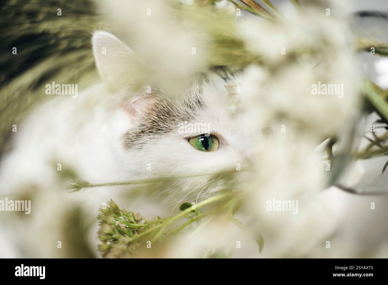 Un gatto dagli occhi verdi guarda attraverso delicati fiori bianchi e lussureggianti foglie, creando un'atmosfera serena e misteriosa. La messa a fuoco morbida esalta il sogno Foto Stock