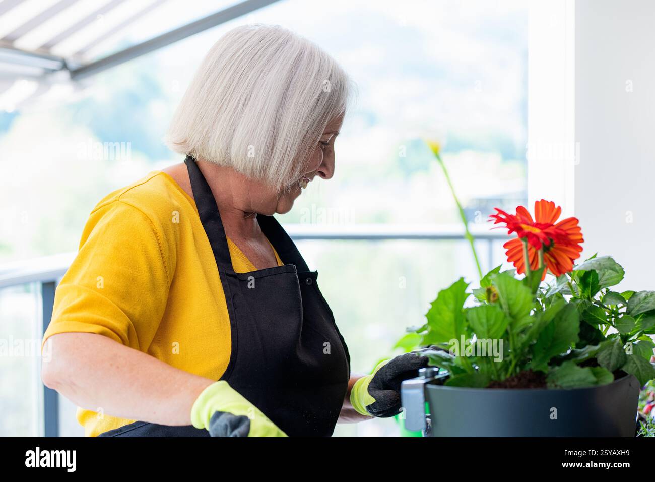 Una donna anziana ama fare giardinaggio su un patio soleggiato, curando le vivaci margherite gerbera con un sorriso allegro. Il suo abbigliamento giallo illumina la scena, e Foto Stock