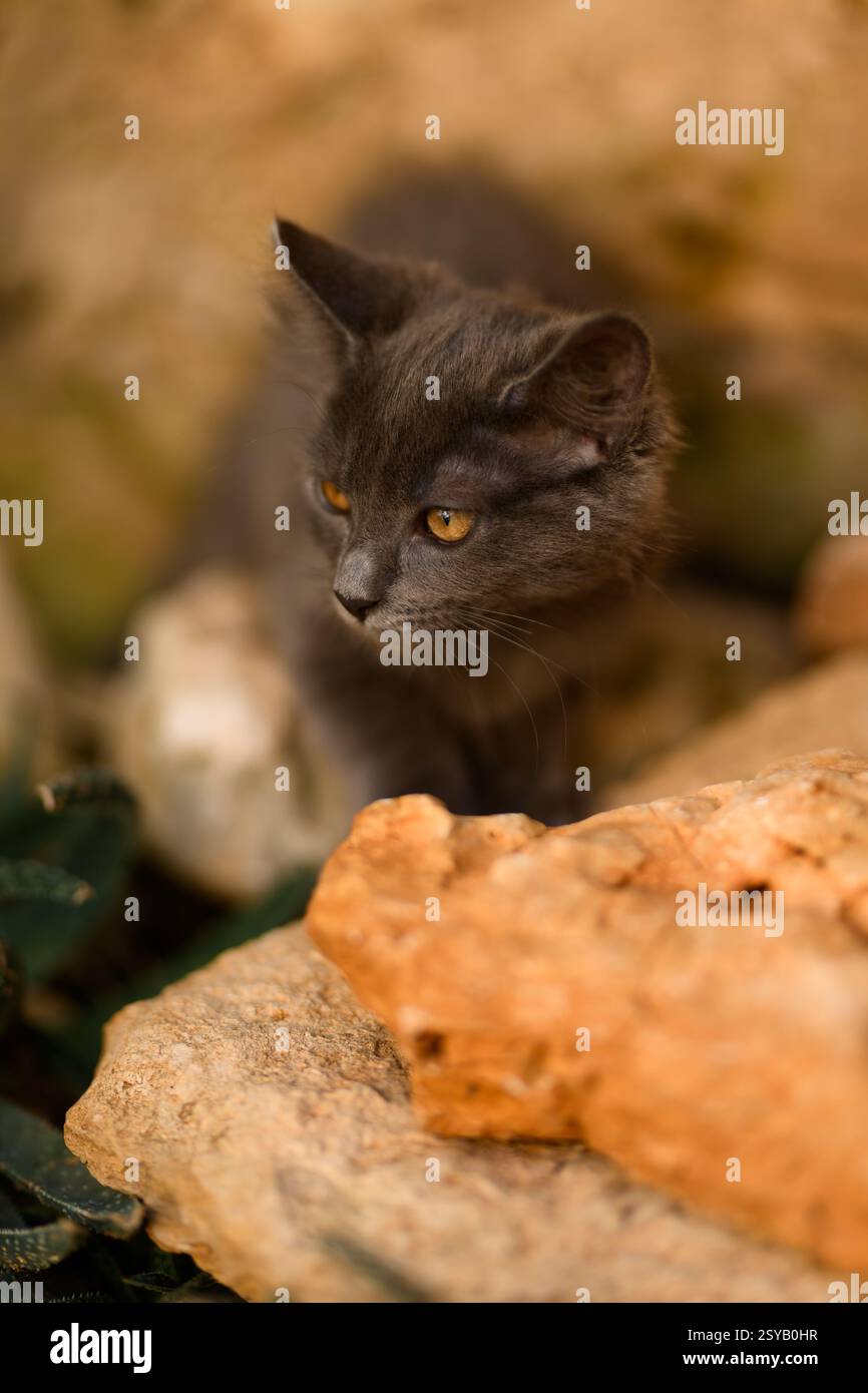 Un curioso gatto grigio con occhi arancioni esplora i suoi dintorni rocciosi. L'ambiente naturale mette in risalto la sua natura curiosa, con pietre che creano una guerra Foto Stock