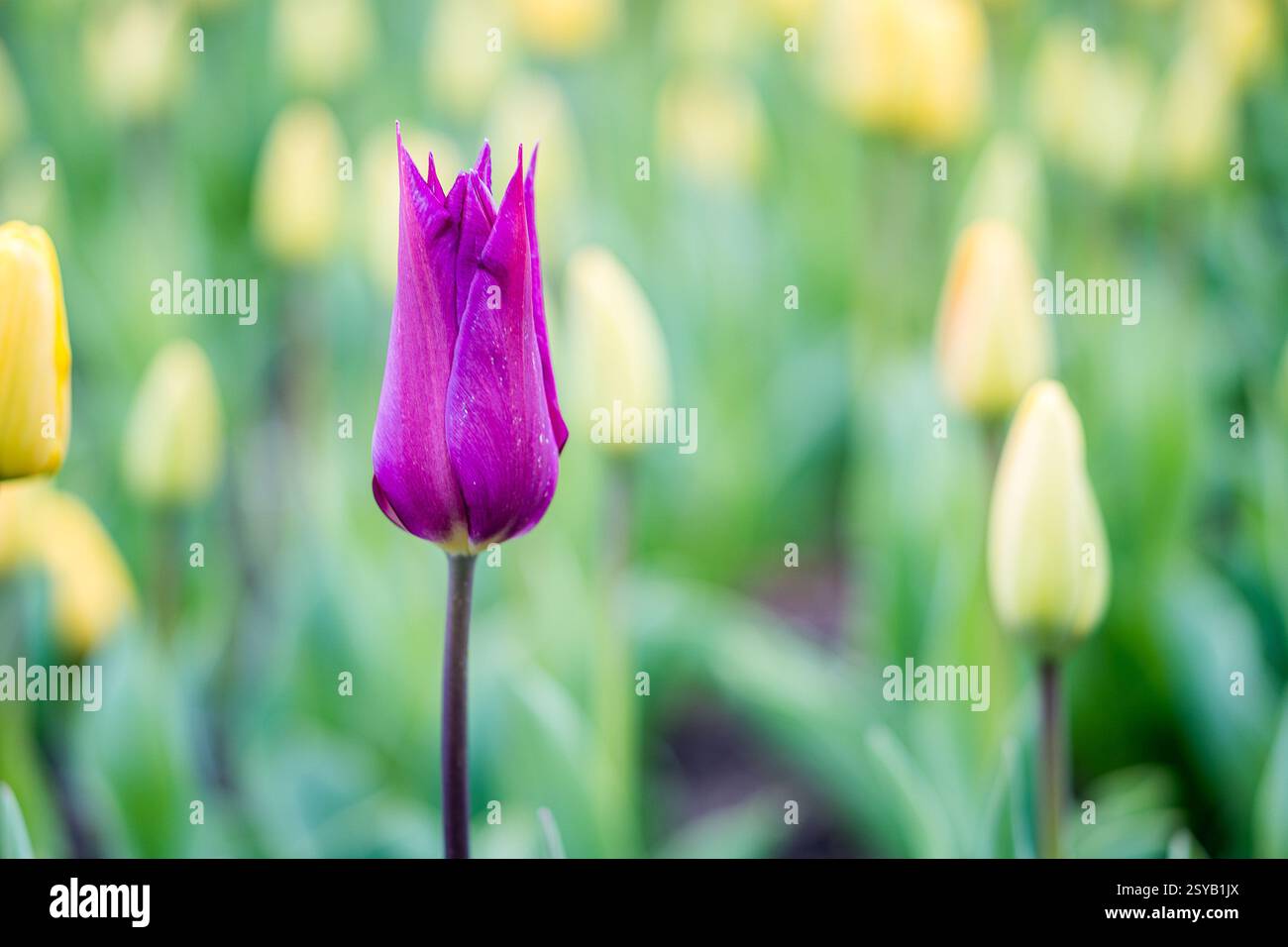Un suggestivo tulipano viola si distingue in un giardino dalla delicata concentrazione circondato da tulipani gialli in erba, evidenziando la vera bellezza delle fioriture primaverili. Foto Stock