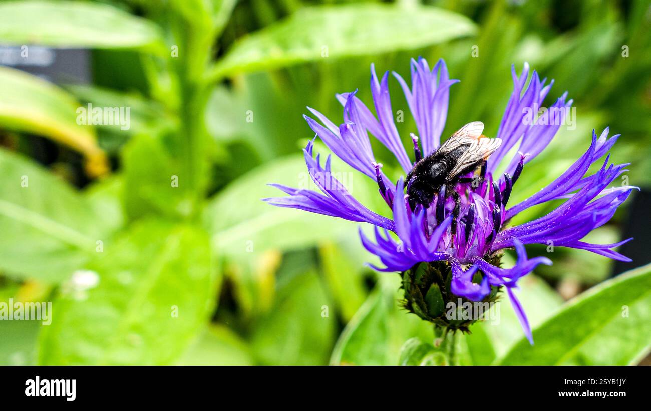 Un'ape raccoglie il polline in una giornata di sole da un'impressionante Centaurea cyanus viola, comunemente noto come Fiordaliso. Foto Stock