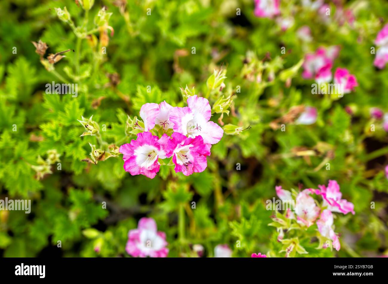 Foto macro del garofano di un poeta, una pianta erbacea della famiglia delle Caryophyllaceae, con petali bianchi e rosa e foglie sfocate verdi Foto Stock