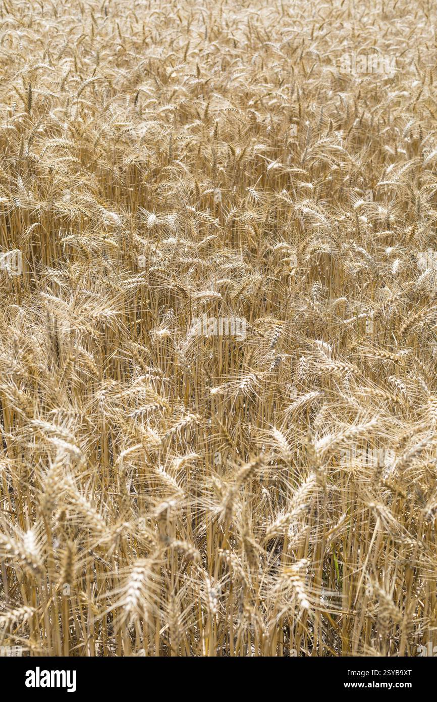 Campo di grano con orecchie mature di grano (triticum) davanti a un cielo blu, Riesa, Sassonia, Germania, Europa Foto Stock