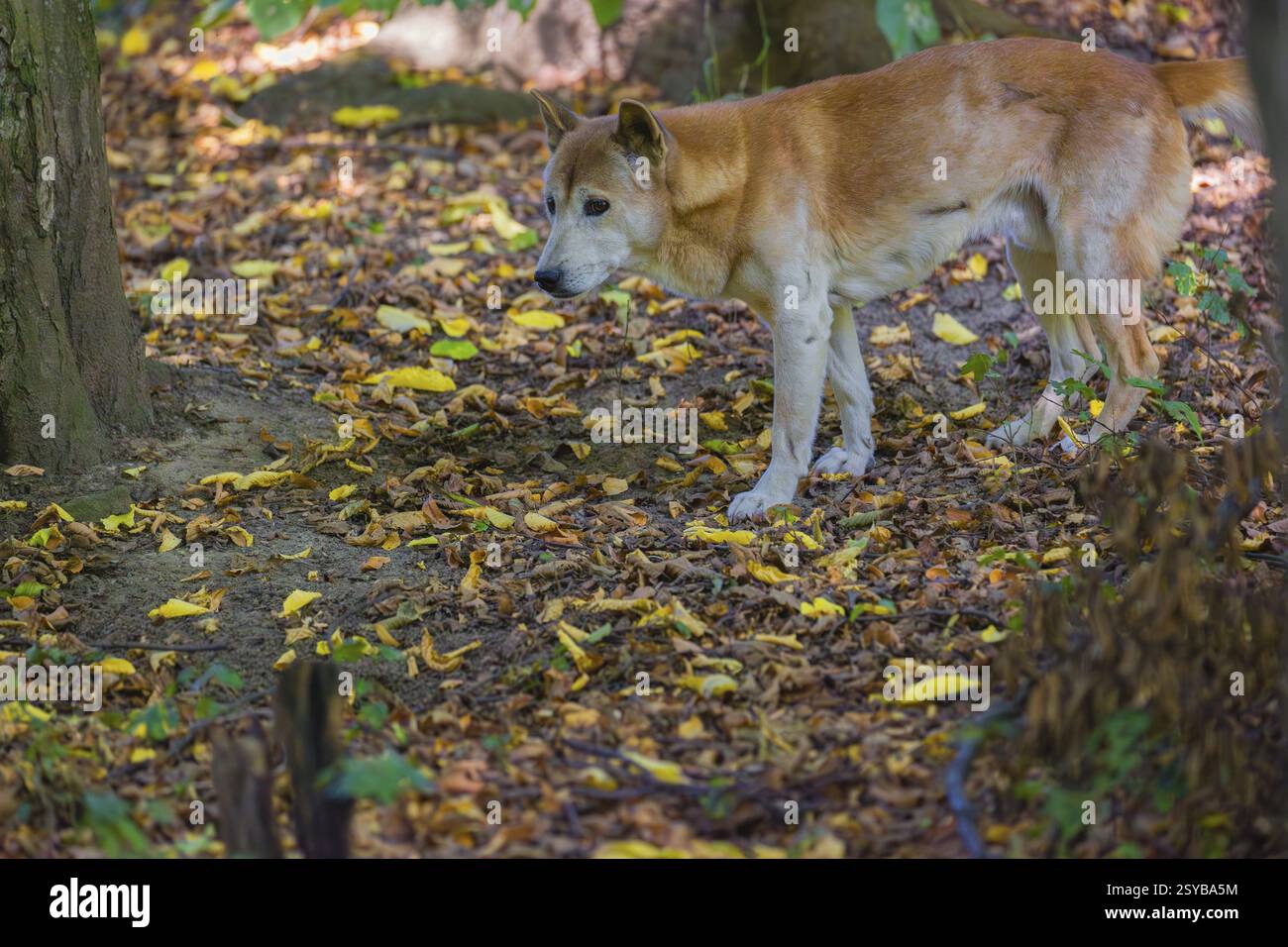 Un cane canoro della nuova Guinea o un cane delle Highland della nuova Guinea (Canis hallstromi) (Canis dingo hallstromi, Canis familiaris) in piedi nella foresta annusando così Foto Stock
