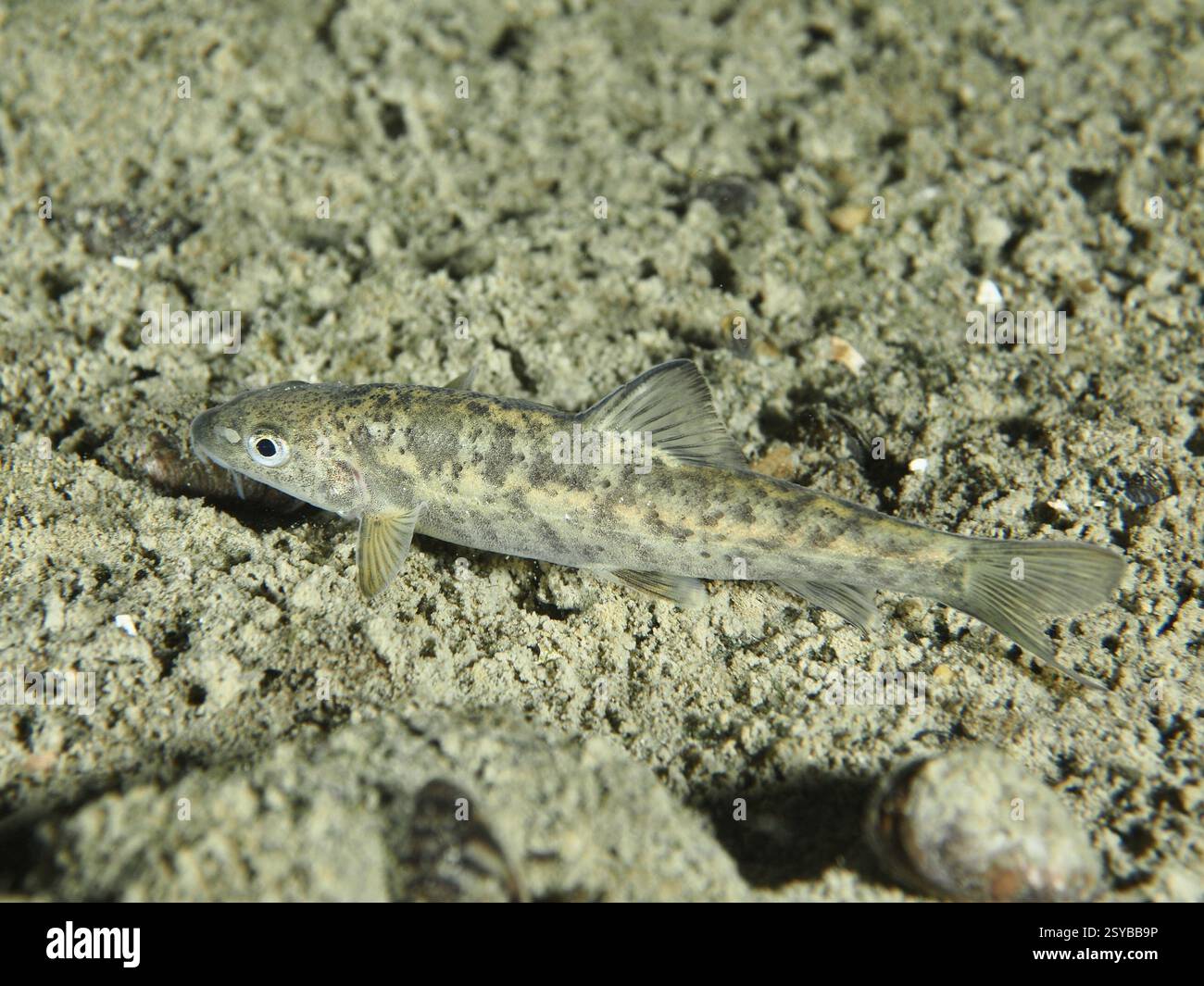 Un gudgeon (Gobio gobio) adagiato su un fondo sabbioso, sito di immersione Zollbruecke, Rheinau, Canton Zurigo, Reno, alto Reno, Svizzera, Germania, Europa Foto Stock