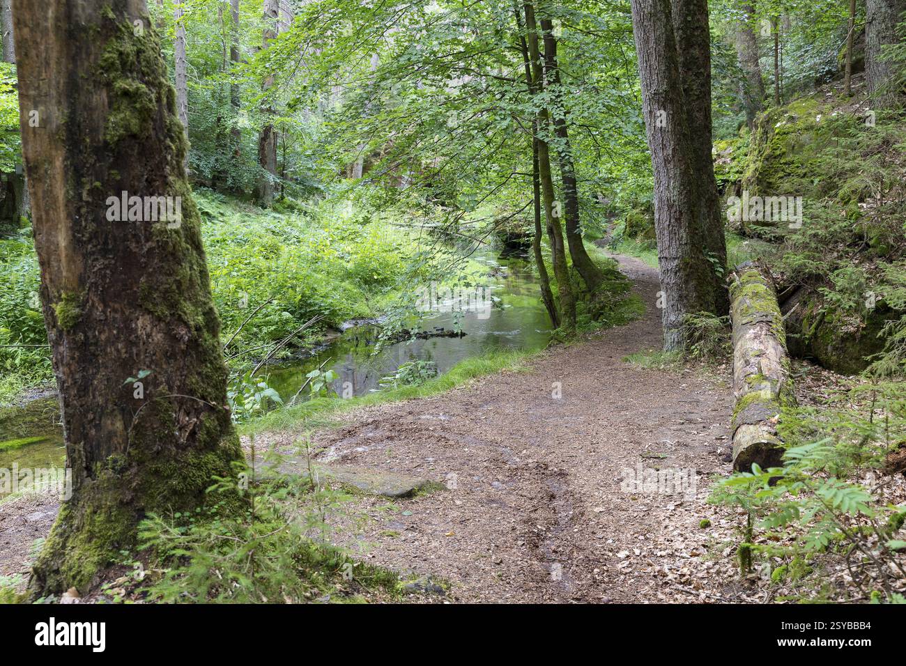 Sentiero escursionistico lungo il fiume Kirnitzsch nella valle di Kirnitzschtal, Sebnitz, Svizzera sassone, Sassonia, Germania, Europa Foto Stock