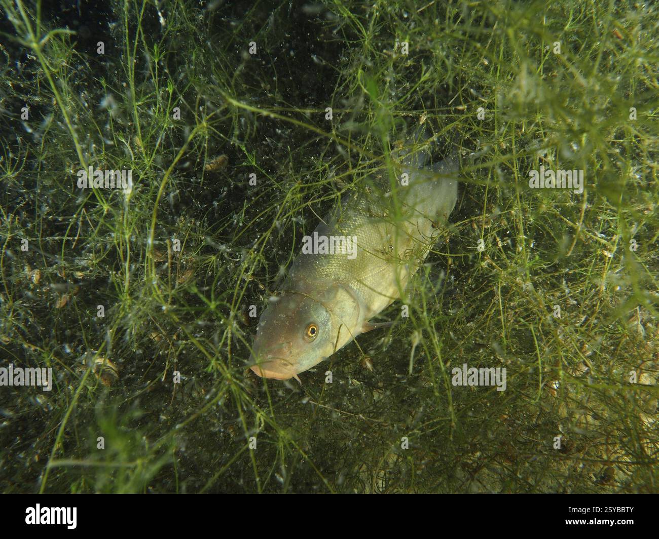 Tinca (Tinca tinca) nascosta tra piante acquatiche, sito di immersione Wildsau, Berlingen, lago di Costanza, Svizzera, Germania, Europa Foto Stock