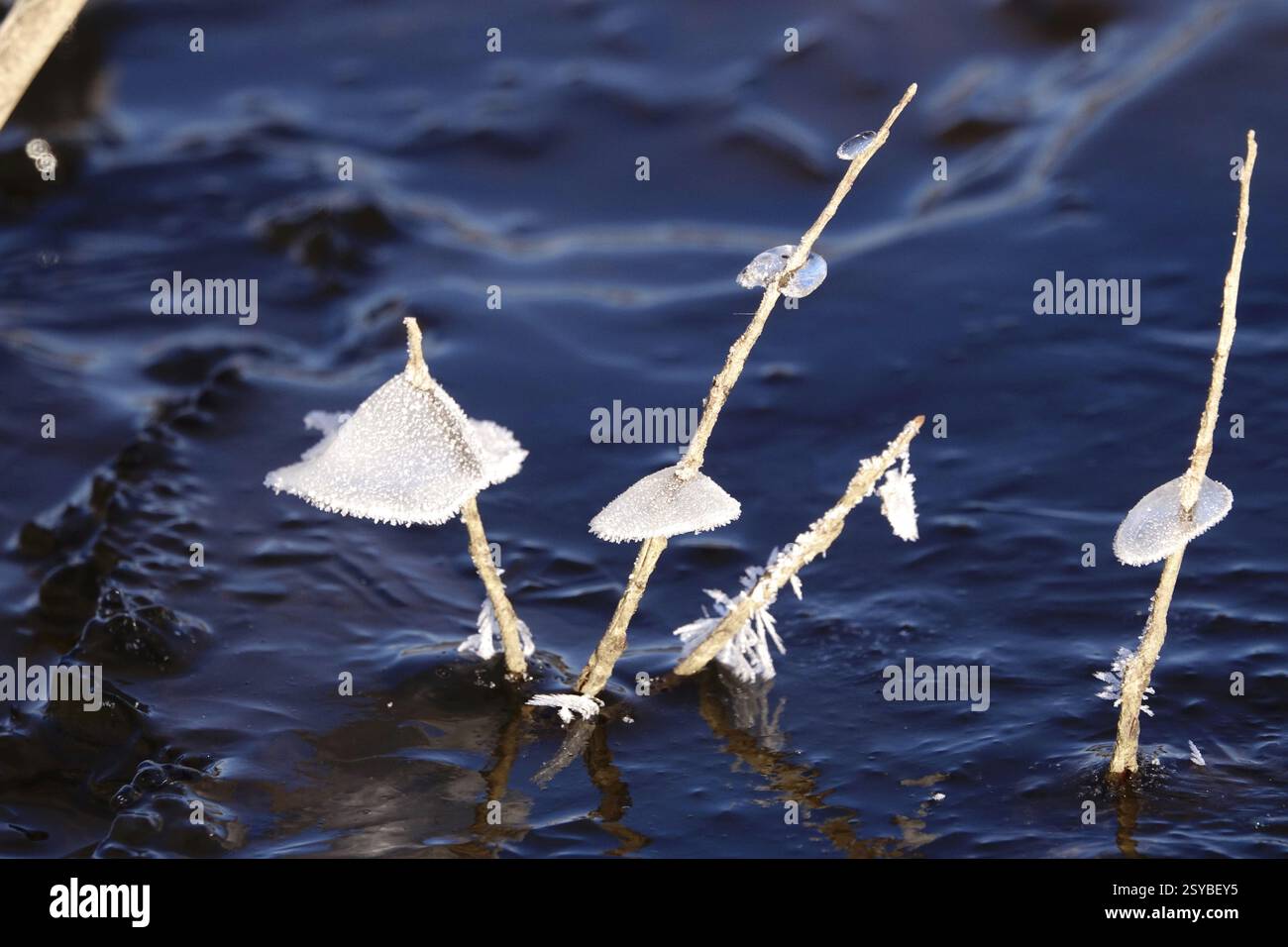 Ghiaccio sulle rive dell'Elba, inverno, Dresda, Sassonia, Germania, Europa Foto Stock