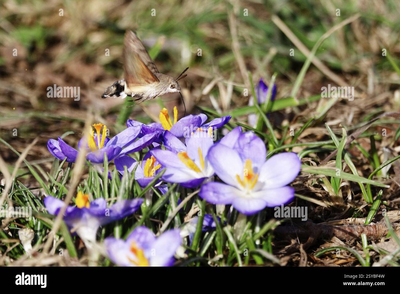Coda di colomba (Macroglossum stellatarum) e crocchi, febbraio, Sassonia, Germania, Europa Foto Stock