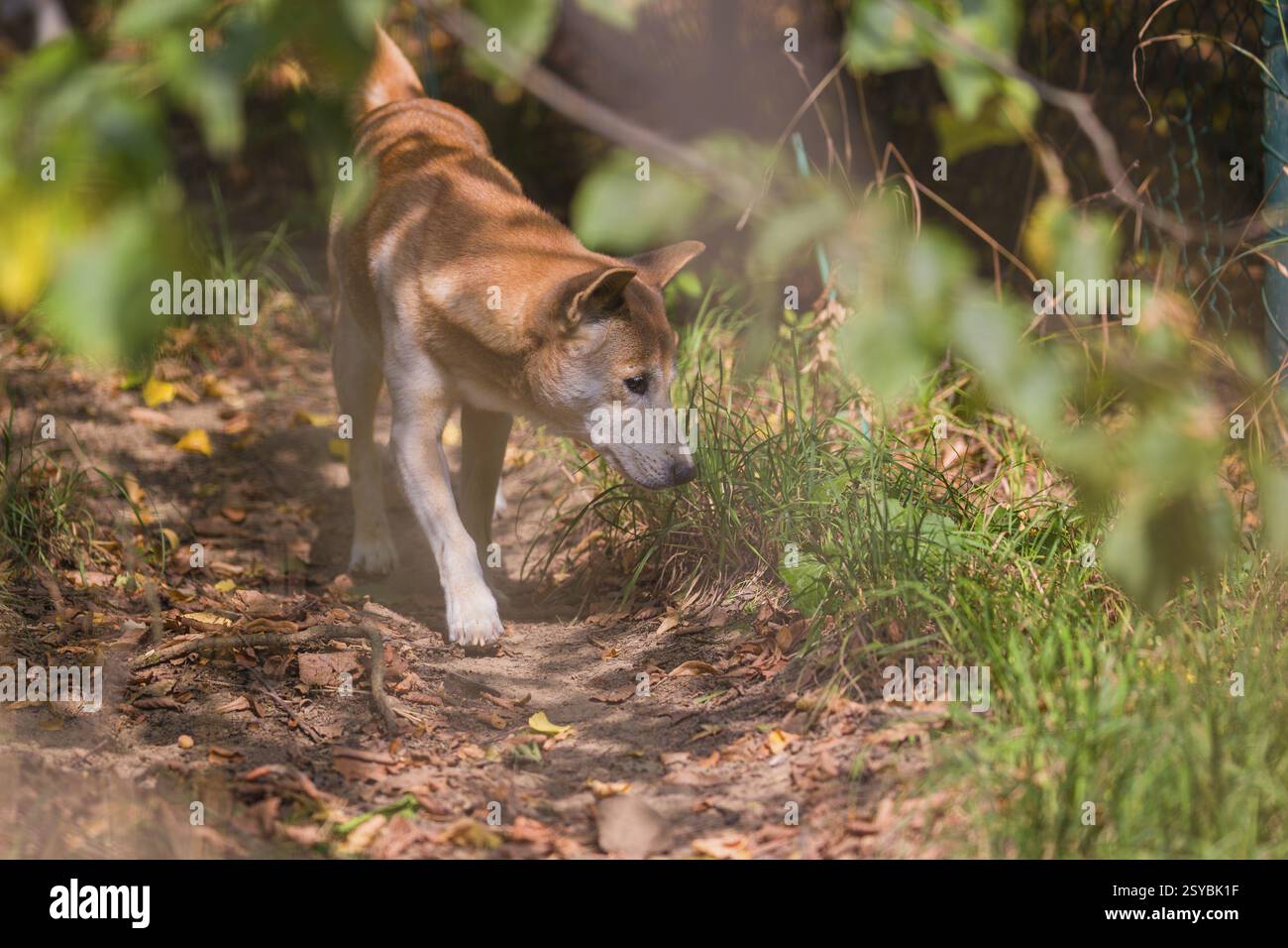 Un cane canoro della nuova Guinea o un cane delle Highland della nuova Guinea (Canis hallstromi) (Canis dingo hallstromi, Canis familiaris) che esce dalla foresta verso Foto Stock