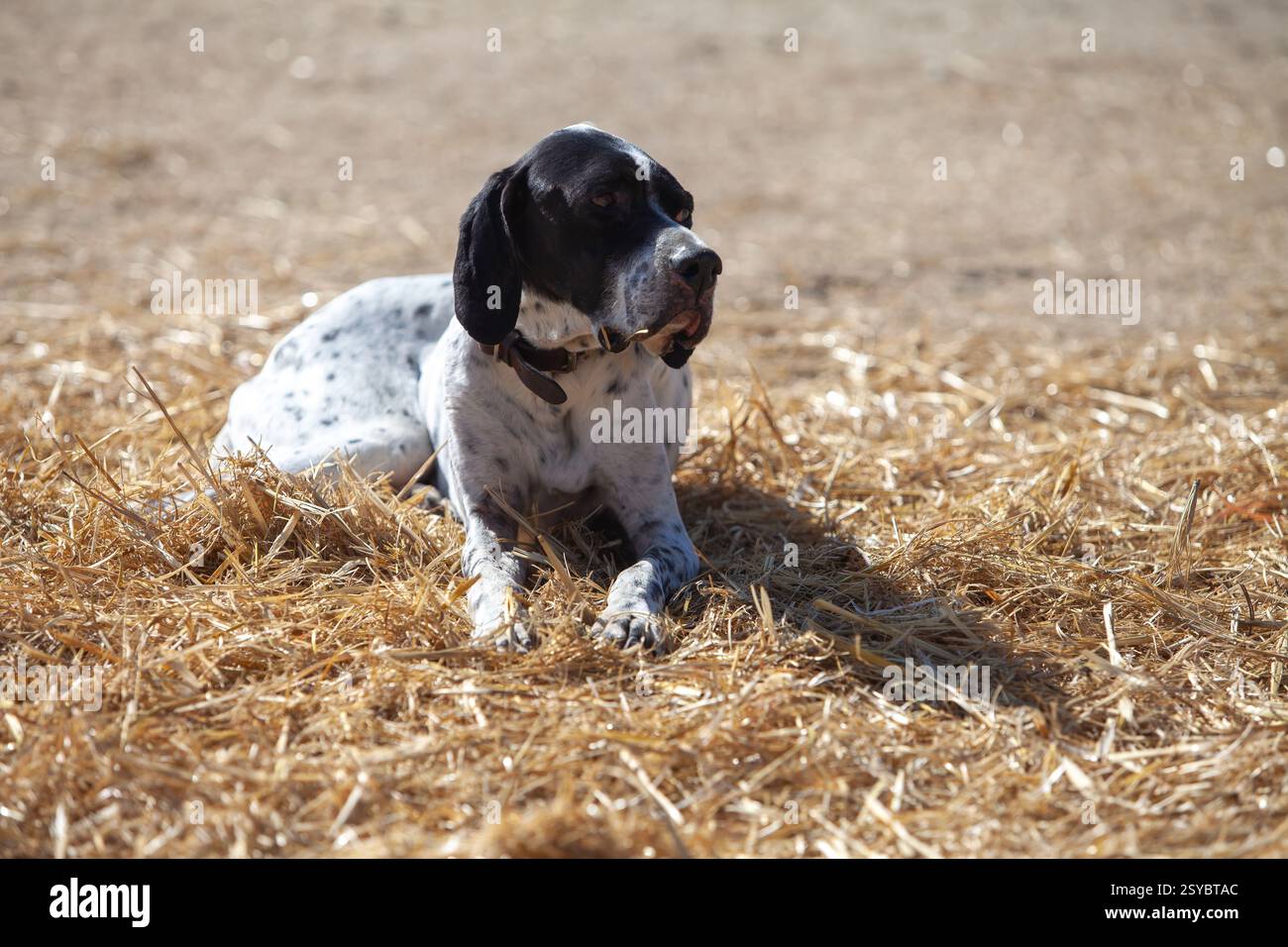 Cane da caccia rilassante sulla paglia nella campagna rurale Foto Stock