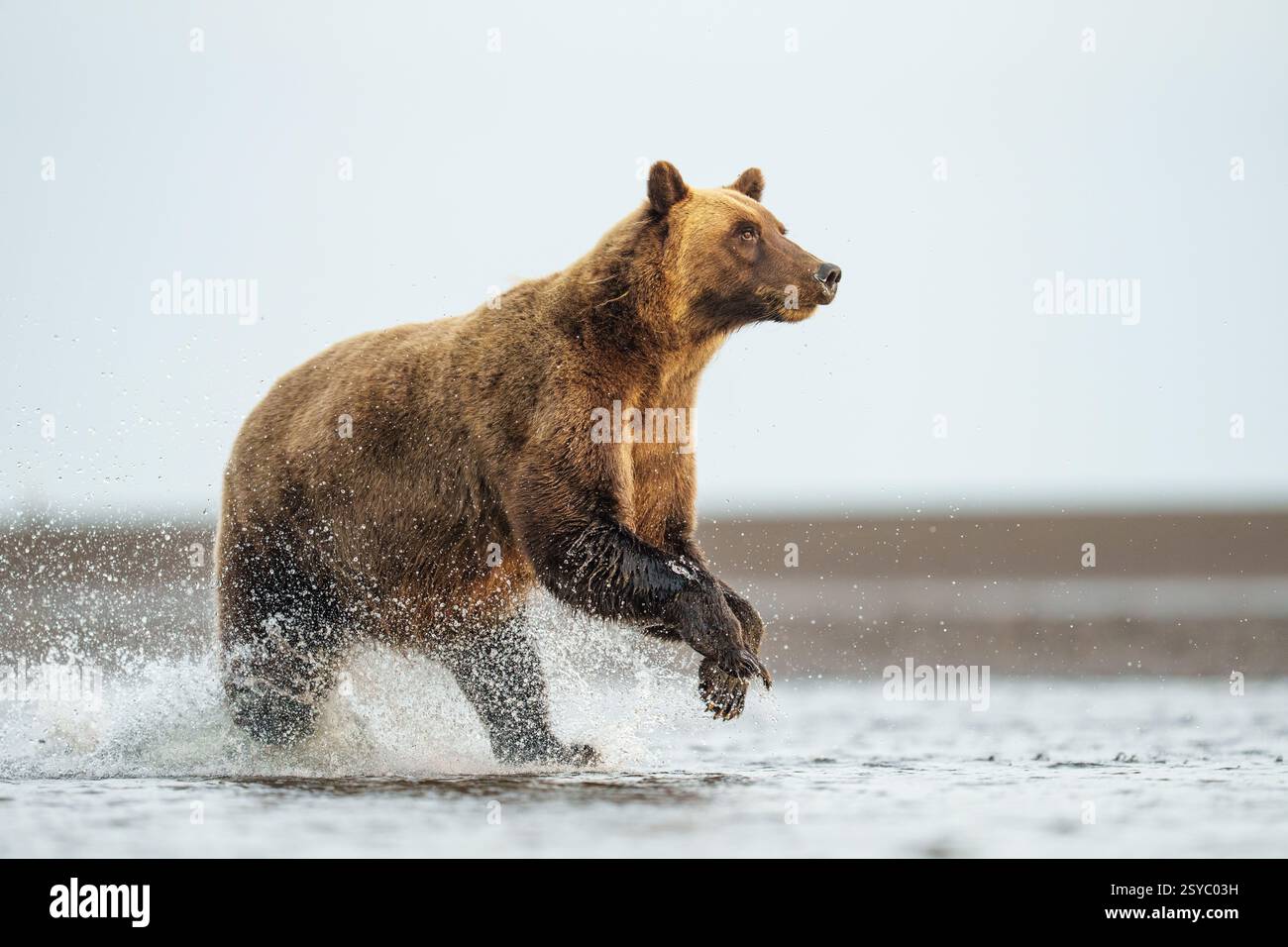 Orso bruno della costa dell'Alaska che corre per il salmone Foto Stock
