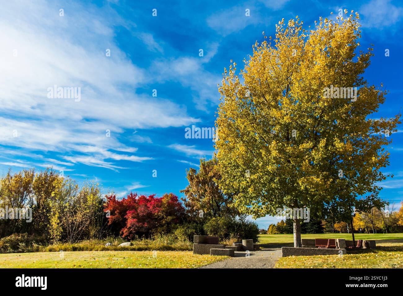 Parcheggiare con una panchina e un albero con foglie gialle. Il cielo è blu e ci sono delle nuvole Foto Stock
