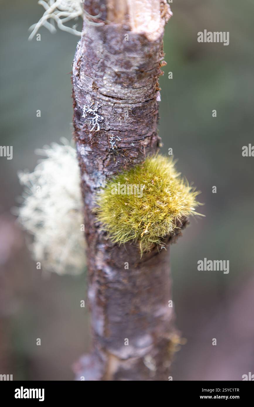 Green Alga Moss e licheni su un ramo d'albero nella foresta della Tasmania Foto Stock