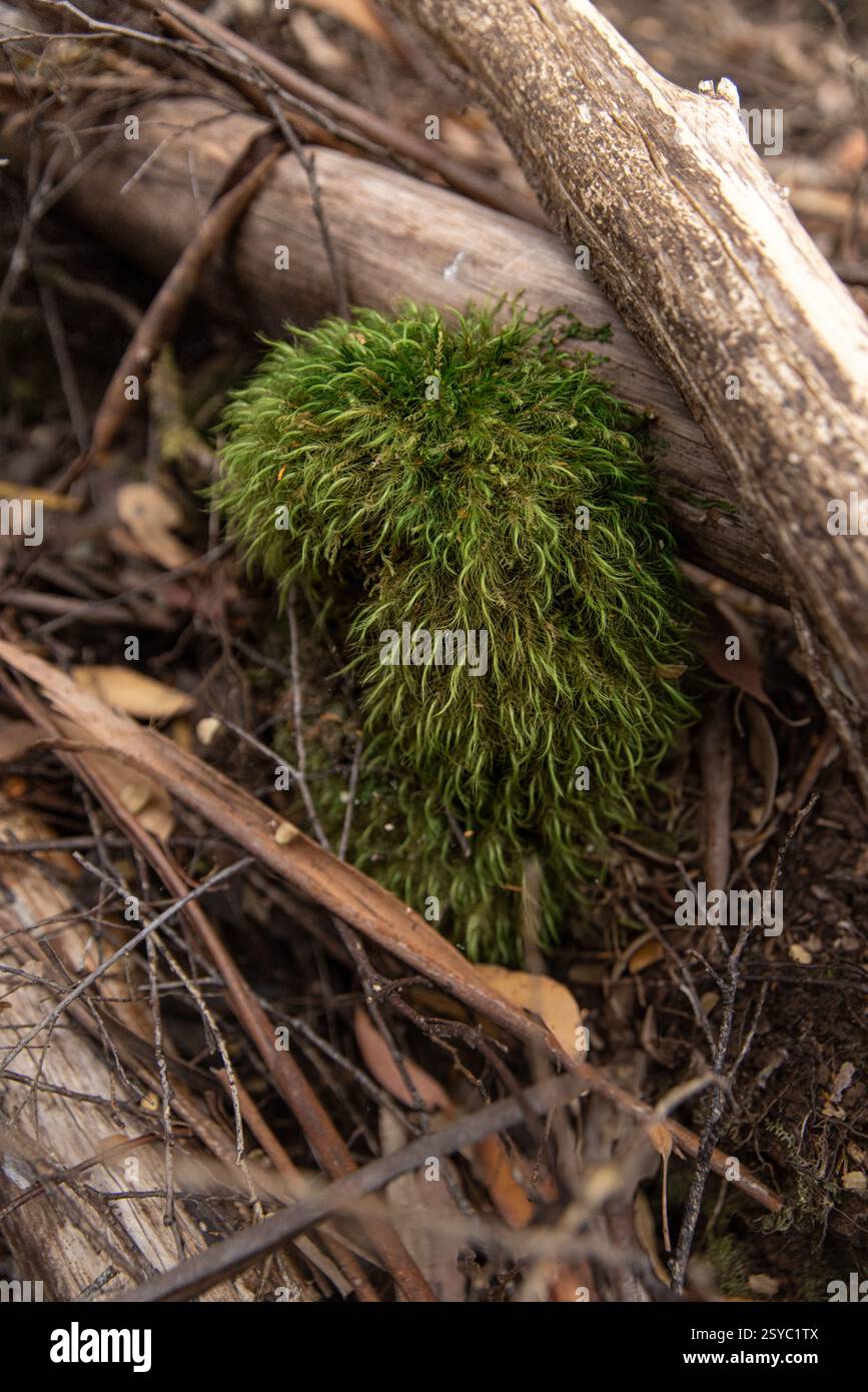 Vivace muschio peloso verde che cresce sul terreno della foresta in Tasmania peloso Foto Stock