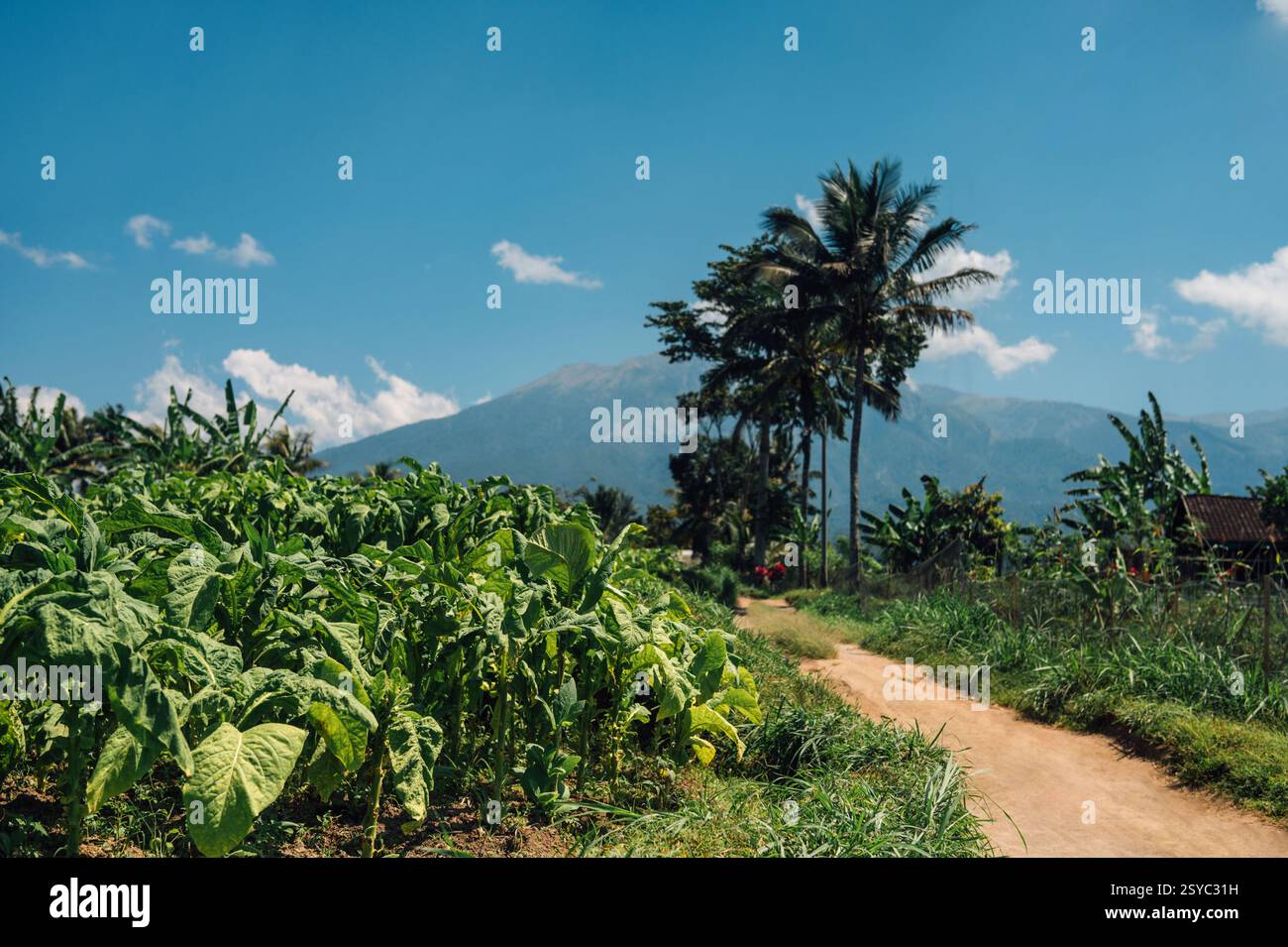 Grandi foglie di tabacco che crescono in un campo piantagione di tabacco Foto Stock