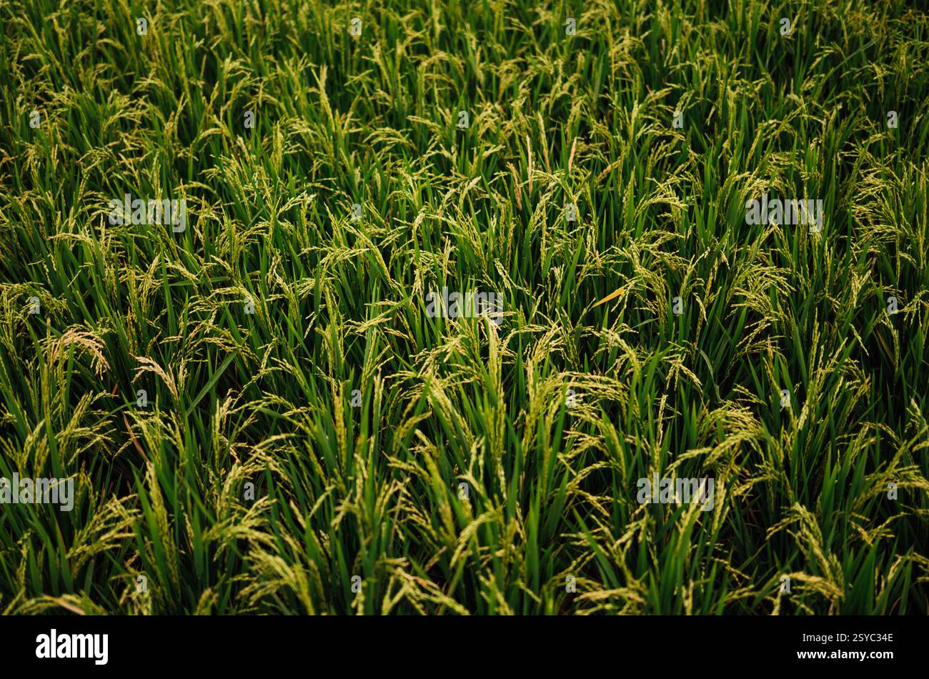 Primo piano dei campi di riso con i cereali di maturazione a Tetebatu, Indonesia Foto Stock